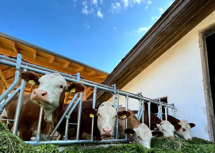 Landgasthof Blasini - Pfahlhof Maison d'hôtes 3*