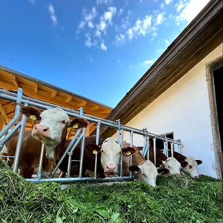 Landgasthof Blasini - Pfahlhof 게스트하우스 잔트